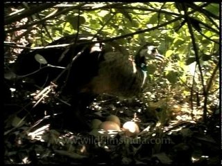 Indian Peafowl with its eggs!
