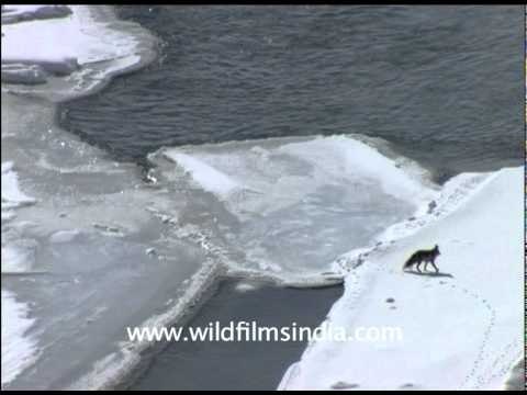 A fox crosses the frozen Zanskar river or Chadar!