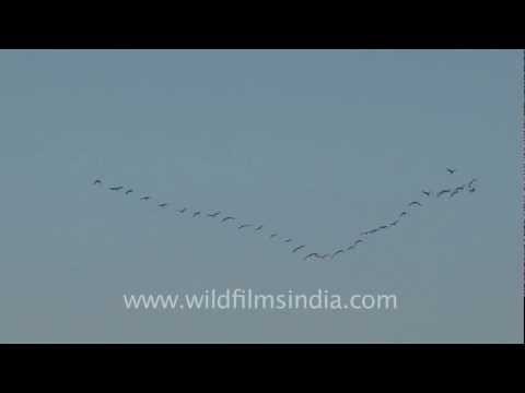 Demoiselle Cranes flying in a perfect V formation!