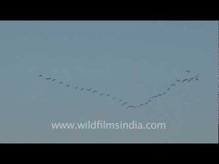 Demoiselle Cranes flying in a perfect V formation!