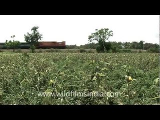 Indian countryside train