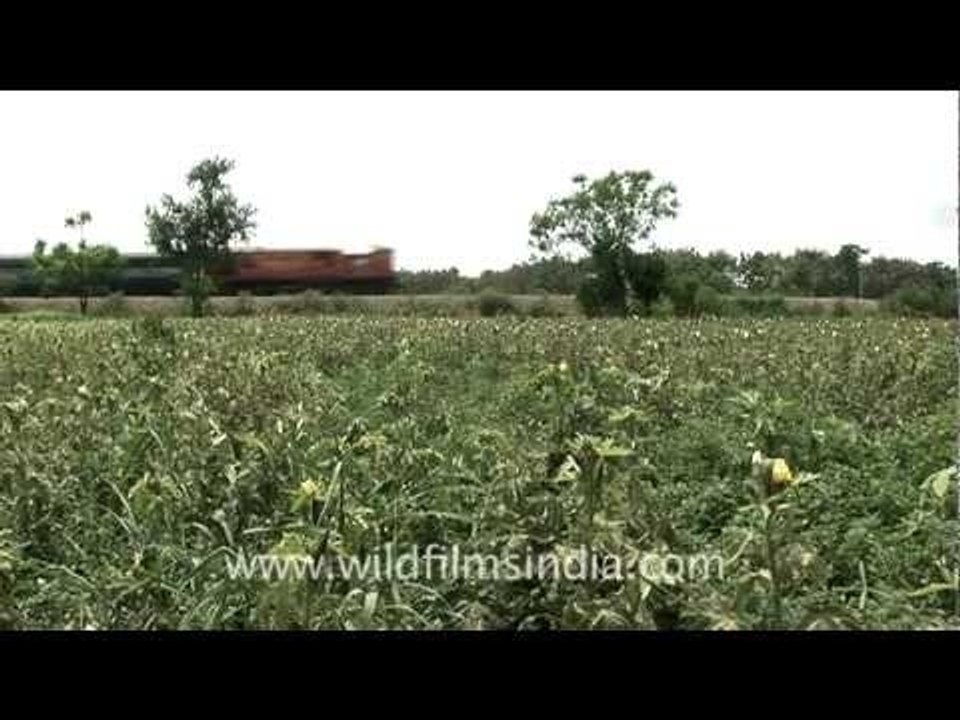 Indian countryside train