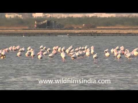Near threatened lesser Flamingos, Gujarat