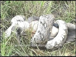 This Python is eating a live Langur!!!