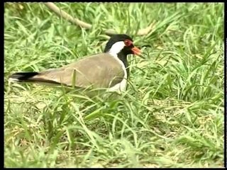 Red-wattled Lapwing at its nest...
