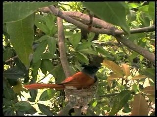 Paradise Flycatcher incubating eggs on the nest!