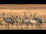 The Common Cranes or Grus grus in Gujarat