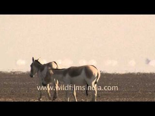 Wild Asses killing time!