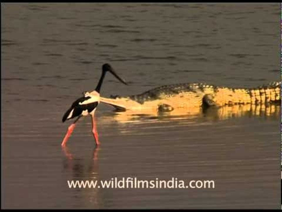 Black-necked Stork and gharial on the Ramganga river, Uttarakhand