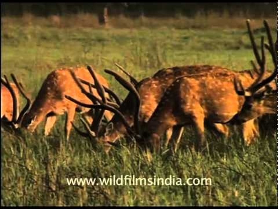 Chitals grazing in Corbett National Park