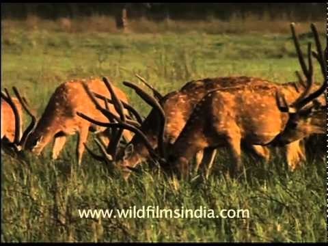 Chitals grazing in Corbett National Park