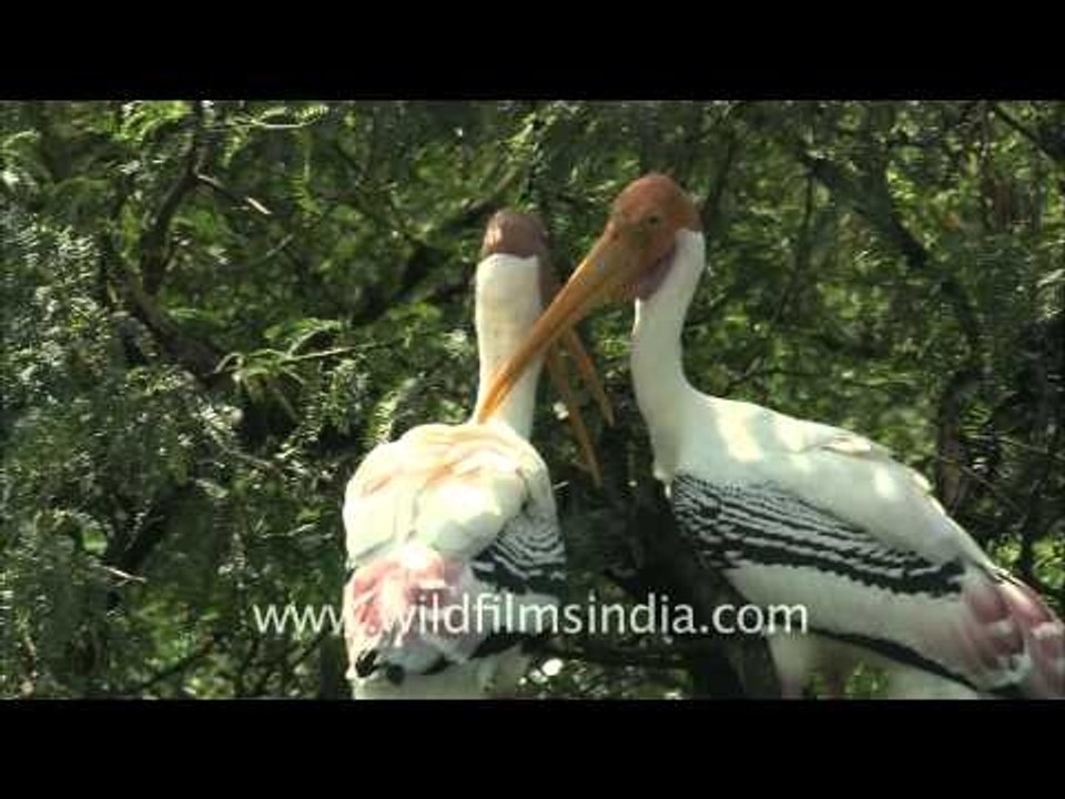 Romantic birds - Painted Storks