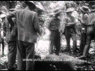 Brits hunting tigers at Corbett National Park