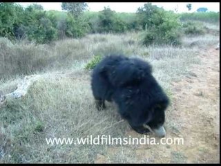 Sloth bear enters village at edge of forest!