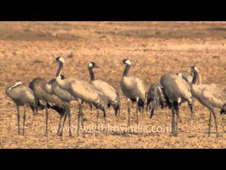 An army of Common Cranes, Gujarat