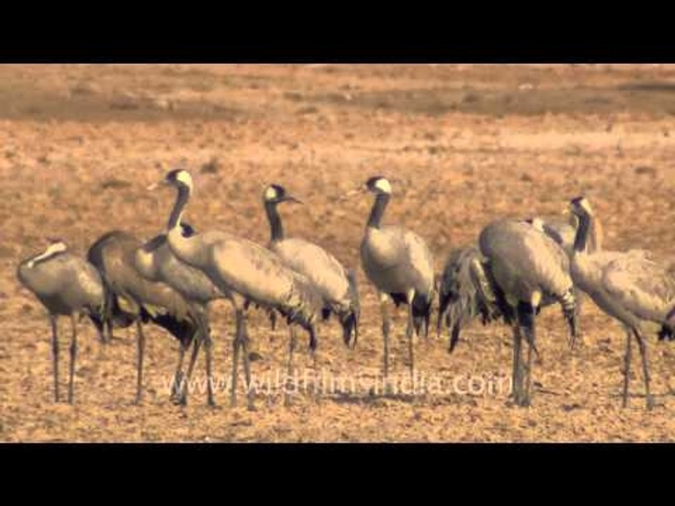 An army of Common Cranes, Gujarat