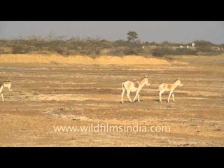 Family gathering of wild Asses, Gujurat
