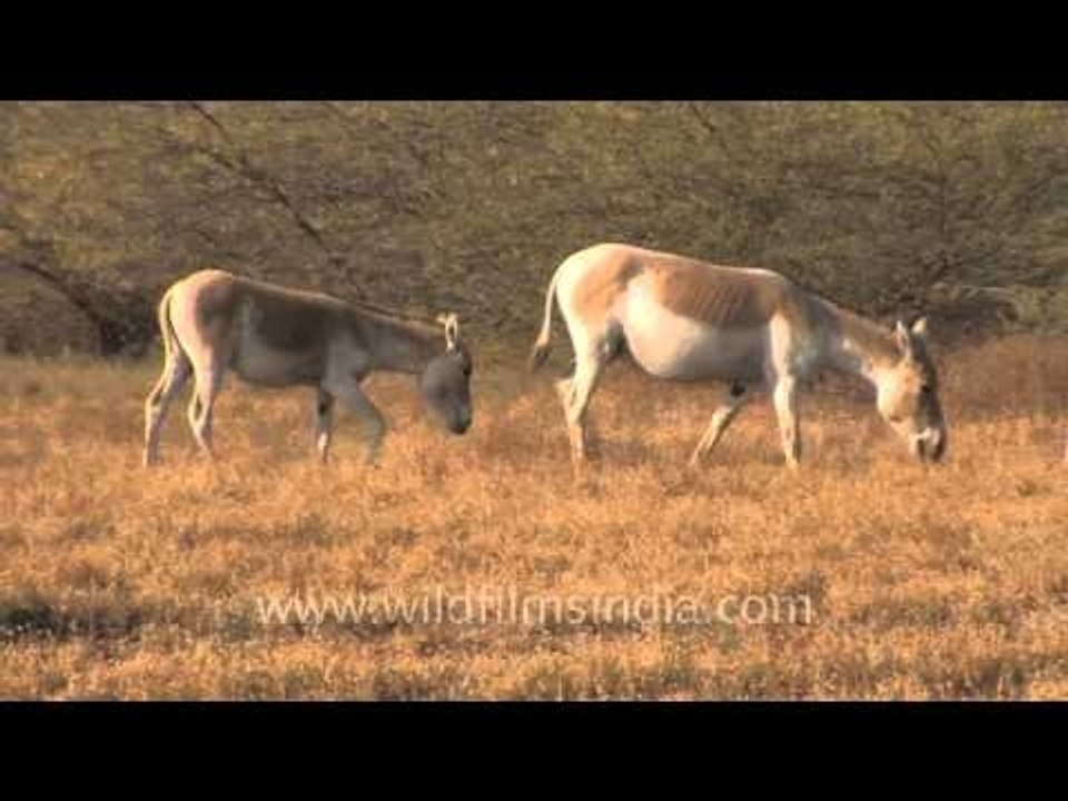 Wild asses in the Little Rann of Kutch!