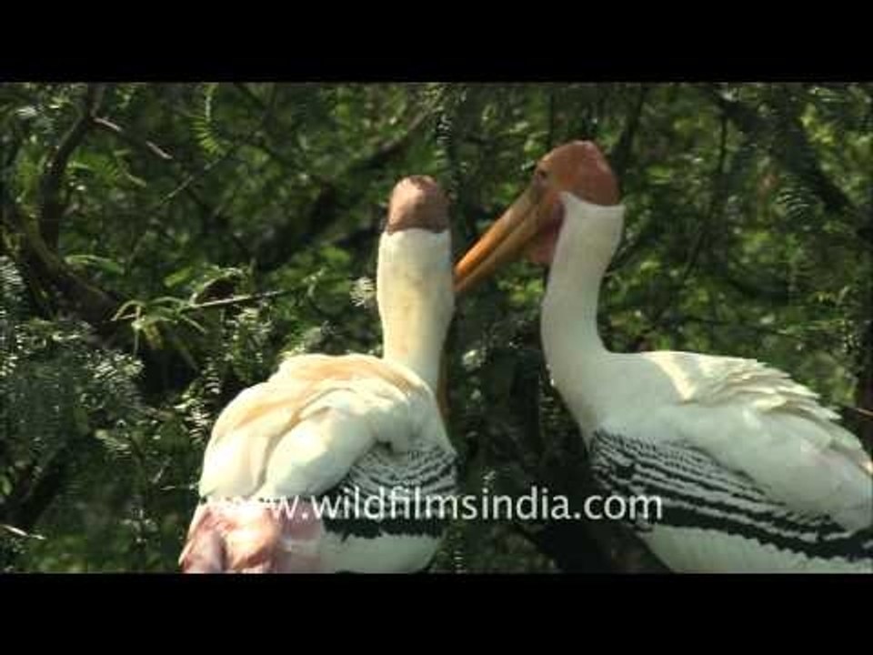 A pair of Painted storks in Delhi zoo