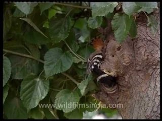 Hoopoe flying to its nest-hole...