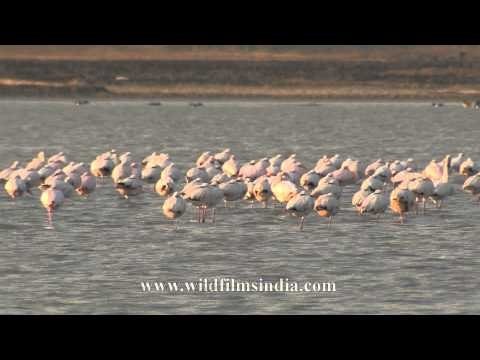 Saura lake bedecked with flamingos, Gujarat
