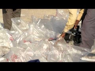Sealing the salt packs, Gujarat