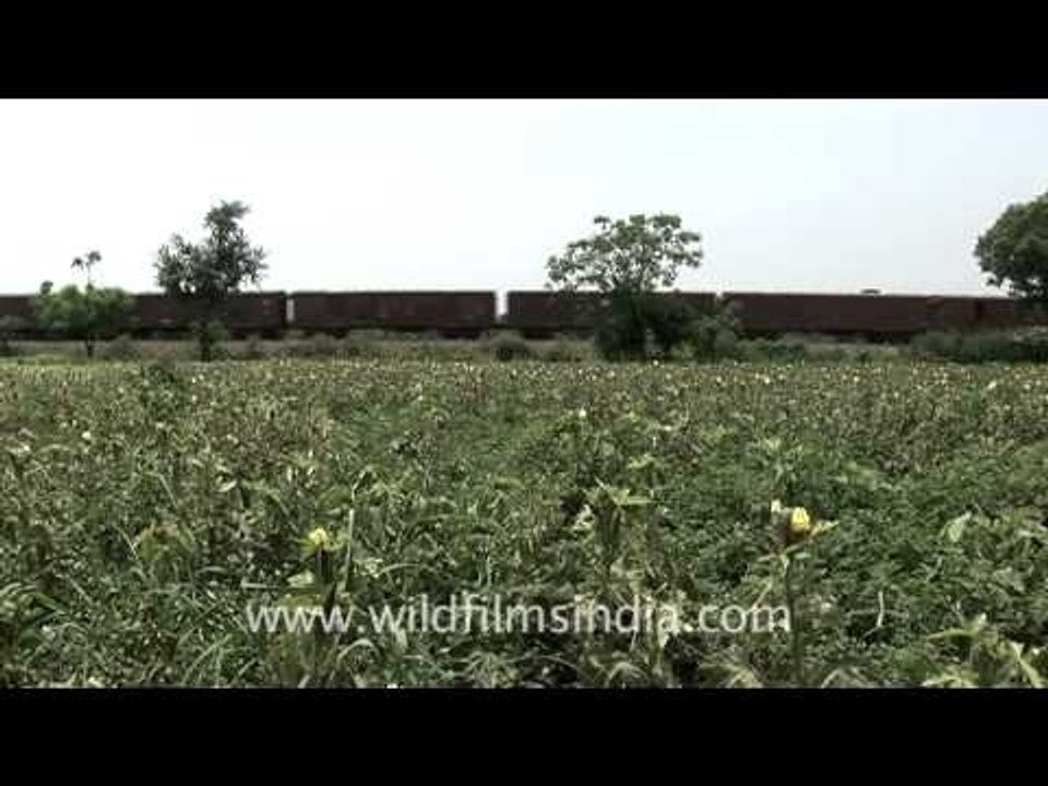 Goods train passing through fields, India