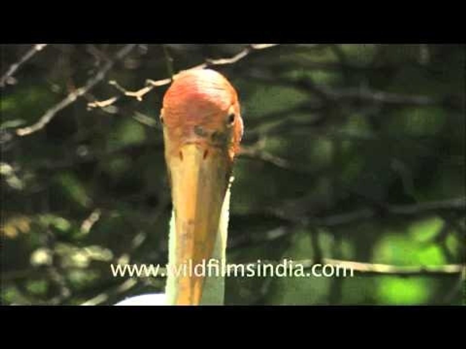 Painted storks perching on tree tops inside Delhi Zoo