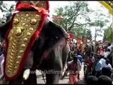 Mass elephants rally in Kerala, India