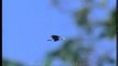Indian Pied Hornbill in flight...