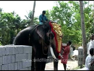 Elephant dressed up for the Elephant Festival in Kerala
