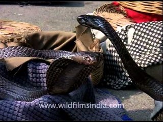 Snake charmer, Delhi