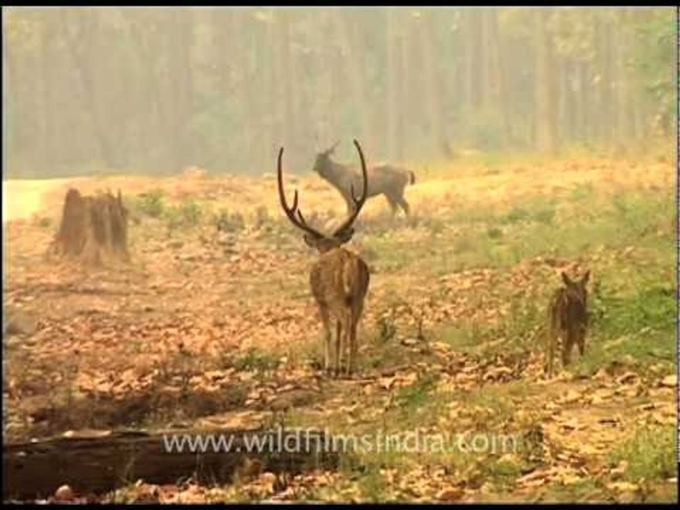 Spotted deers roam Corbett National Park