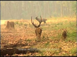 Spotted deers roam Corbett National Park