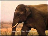 Elephants - Largest land mammal in Corbett National Park
