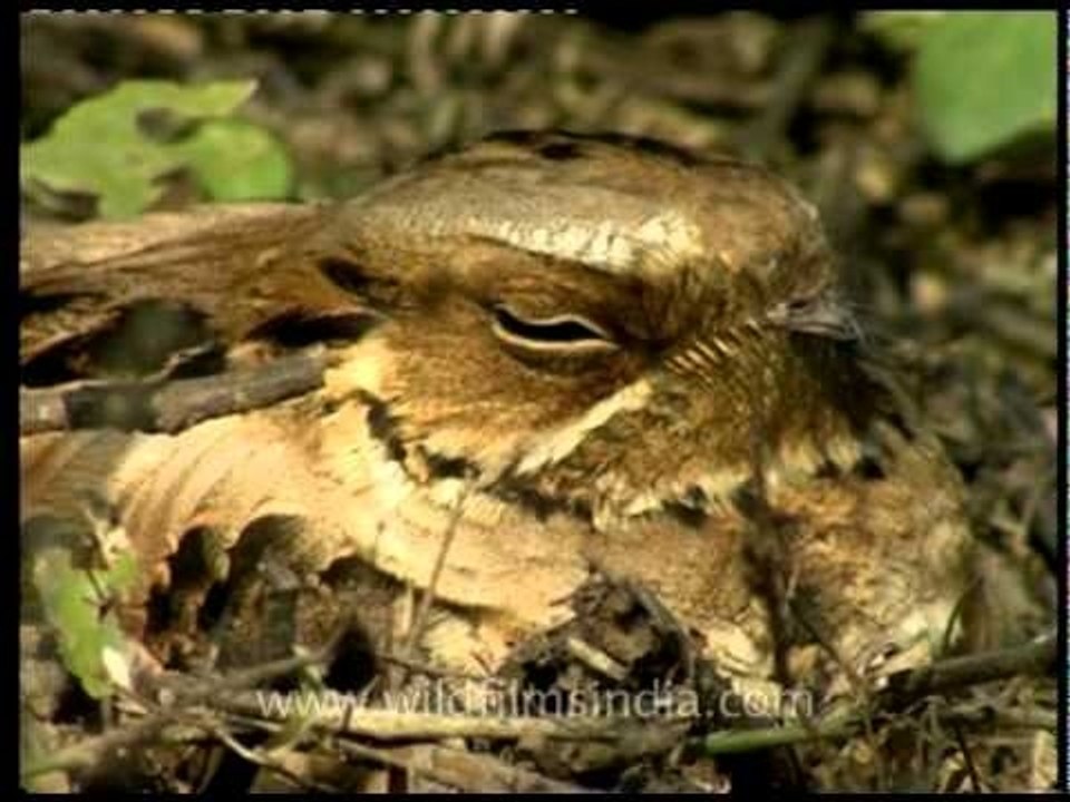 Nightjar of the Shivaliks, India