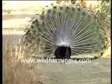 Indian Peacock displaying - OK, dancing!