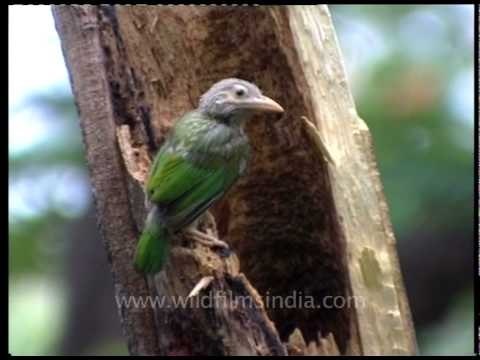 Large Green Barbet nesting in New Delhi!