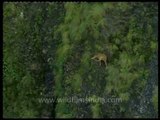 Goral on steep Himalayan slopes...