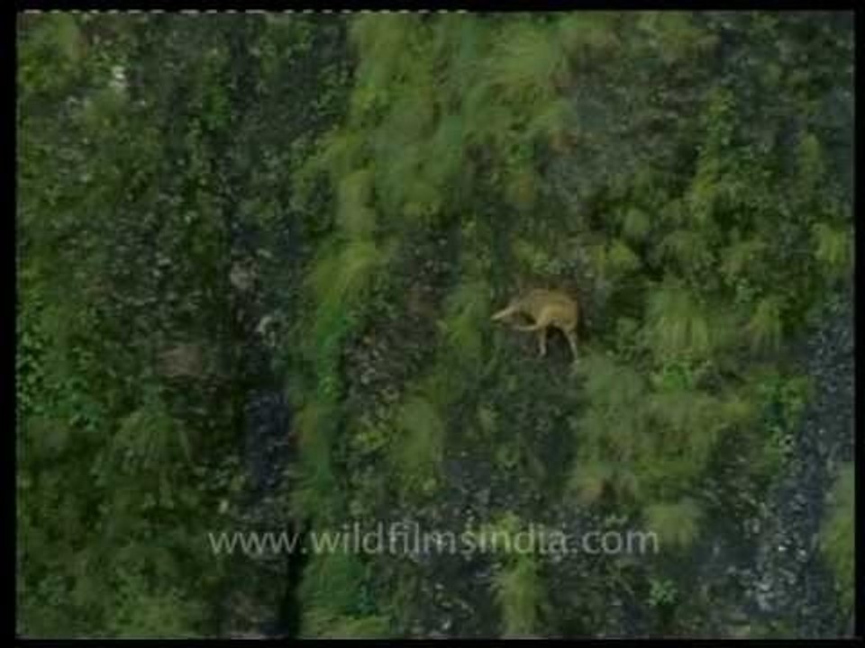 Goral on steep Himalayan slopes...