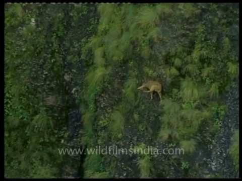 Goral on steep Himalayan slopes...