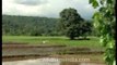 Paddy cultivation in the northern Indian plains...