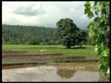 Paddy cultivation in the northern Indian plains...