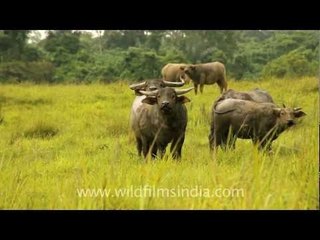 Horses and buffalo in meadows of Timor
