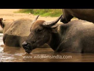 Buffalo herd relaxing by the water in East Timor