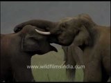 A group of Elephants fighting in India