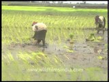 Farmers in the paddy fields of Arunachal