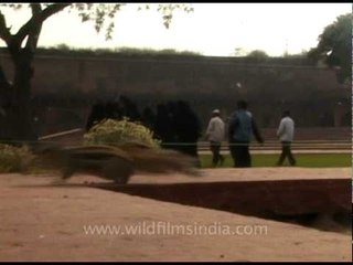 Chipmunks' cousins - squirrels in India