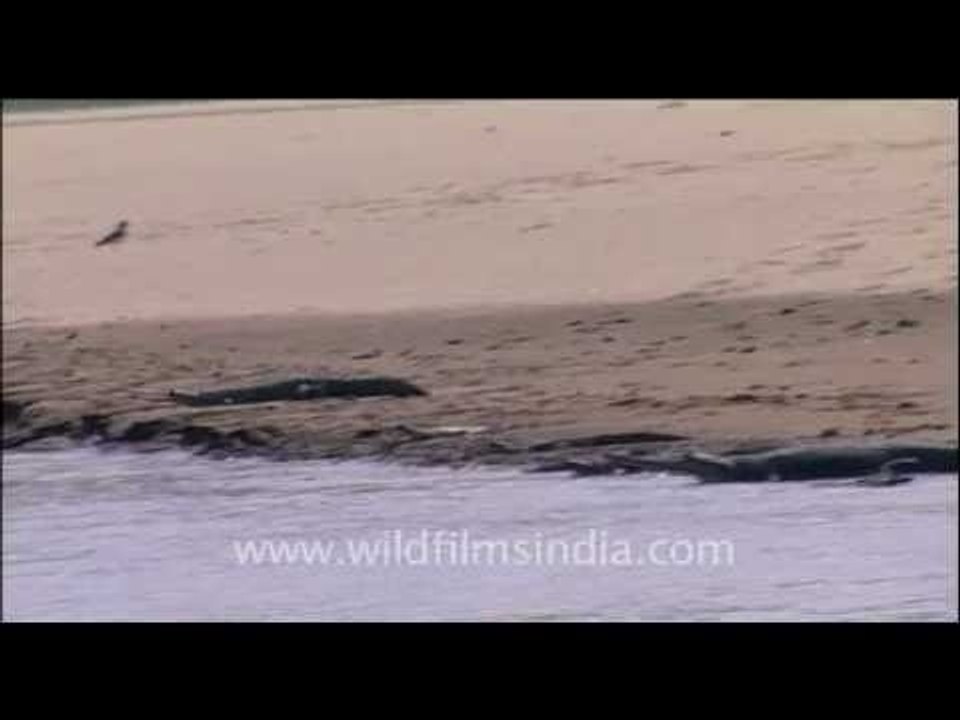 These gharials are not camera shy!!