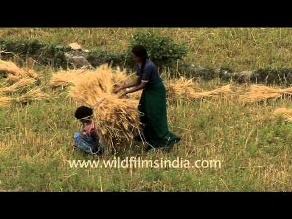 Collecting paddy, India